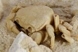 Fossil Crab (Potamon) Preserved in Travertine - Turkey #351025-2